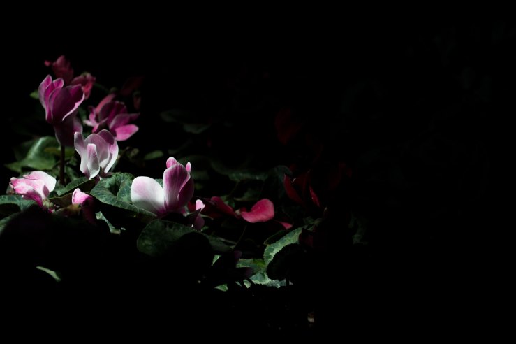 pink flowers against a black background